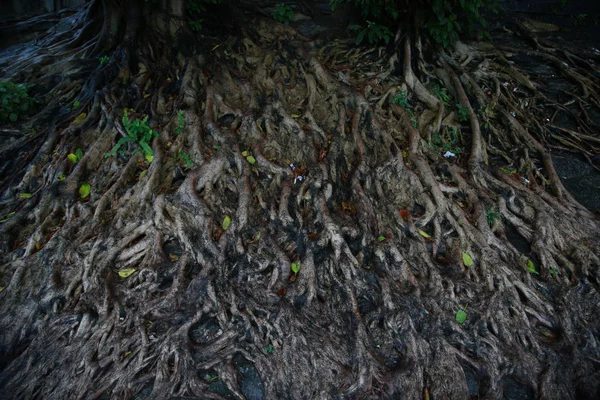 这张照片展示了四棵长在南宁的古城墙上生长的四棵大树的根 可追溯到清朝 2018年7月16日 南宁市 — 图库照片