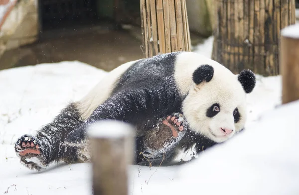 Panda Velká Wej Wejem Hraje Sněhu Wuhan Zoo Wuhan City — Stock fotografie