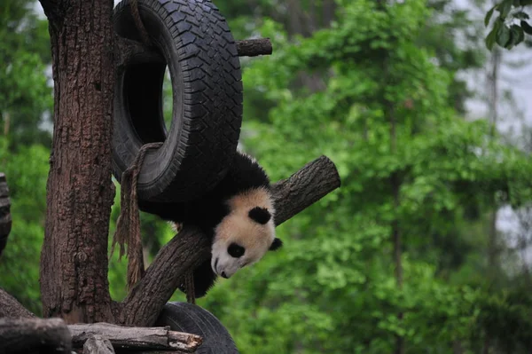 Cucciolo Gigante Panda Gioca Con Pneumatico Appeso Albero Alla Base — Foto Stock