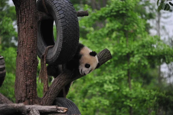 Giant Panda Cub Spelar Med Ett Hängande Däck Ett Träd — Stockfoto