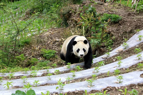 中国西南四川省文川县绵寺镇金波村 被圈养的大熊猫 放归野外研究 在田野里徘徊 — 图库照片