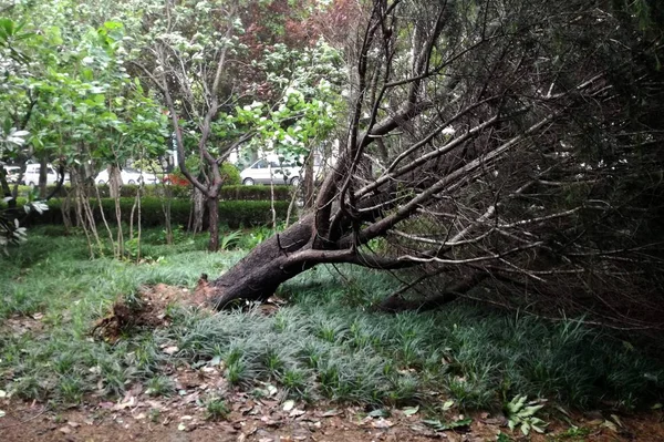 Árbol Arrancado Raíz Por Fuerte Viento Causado Por Tifón Ampil — Foto de Stock