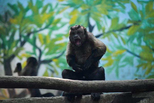 Μαϊμού Ένα Φουντωτή Καπουτσούρη Από Νότια Αμερική Ένα Τετράγωνο Σχήμα — Φωτογραφία Αρχείου