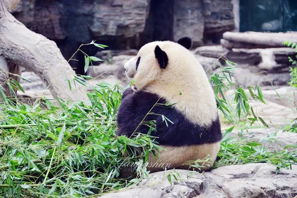 その隣人パンダ 2018 中国北京市に北京動物園で一緒にプレイする孟 Lan 待ちますそれとしてジャイアント パンダの淀淀の奥を見る — ストック写真