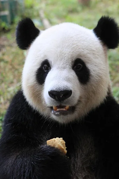 Panda Seen Playing Wuhan Zoo Wuhan Central China Hubei Province — Stock Photo, Image