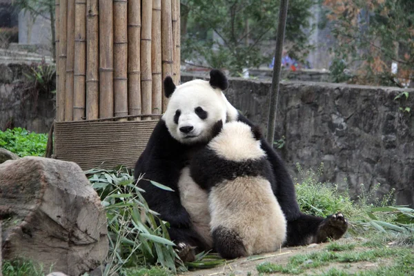 Ein Riesenpanda Füttert Sein Junges Einem Chinesischen Konservierungs Und Forschungszentrum — Stockfoto