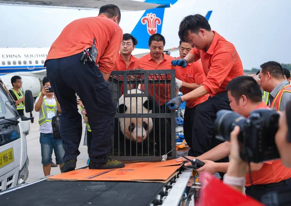 Giant Panda Wei Wei Οποίο Φέρεται Κακοποιηθεί Από Ένα Zookeeper — Φωτογραφία Αρχείου