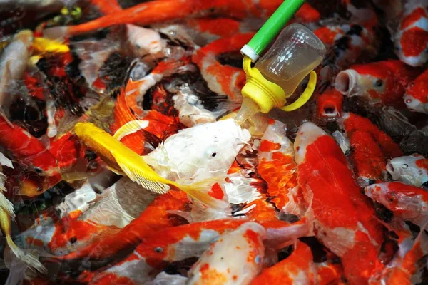 Посетитель Кормит Кормящую Рыбу Бутылки Кормом Наполненной Рыбной Пищей Растворенной — стоковое фото
