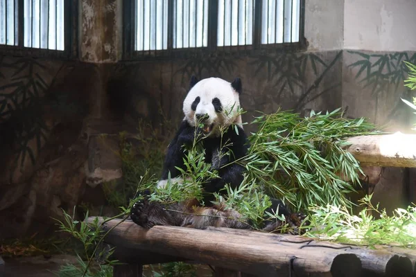 Chengjiu Óriás Panda Shuanghao Enni Bambusz Során Ünnep Fél 4Th — Stock Fotó