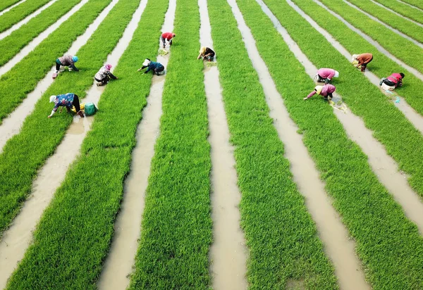 Chinesische Bauern Jäten Reissämlinge Die Auf Anderen Feldern Rande Der — Stockfoto