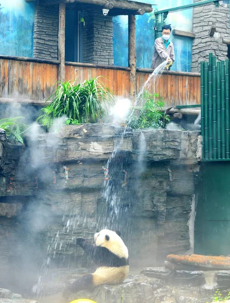 Een Reuzenpanda Koelt Een Douche Weerstaan Hittegolf Beijing Zoo Beijing — Stockfoto