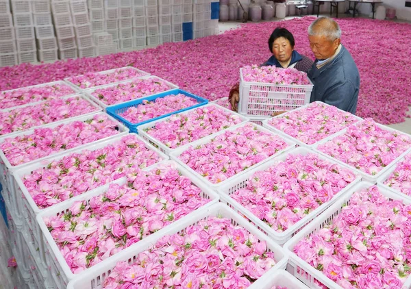 Agricultores Chineses Separam Pétalas Rosa Uma Fábrica Condado Hai Cidade — Fotografia de Stock