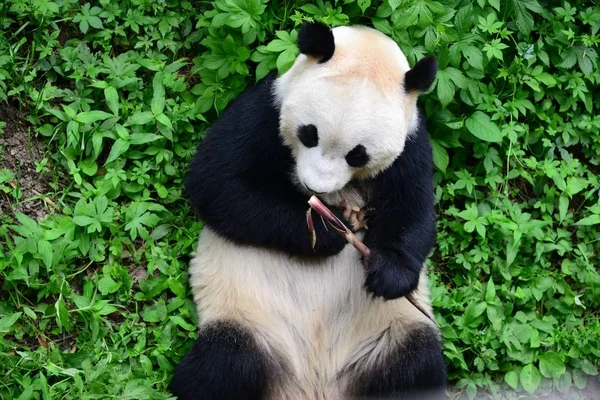 Panda Gigante Abraça Brinquedo Rinoceronte Seus Braços Enquanto Come Bambu — Fotografia de Stock