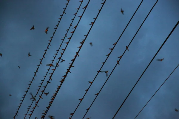 Enjambre Golondrinas Descansa Línea Cables Eléctricos Sobre Una Calle Ciudad — Foto de Stock