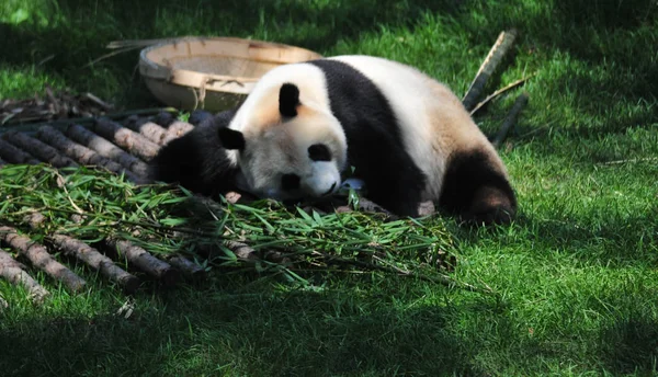 Panda Géant Est Assis Sur Bloc Glace Pour Rafraîchir Dans — Photo