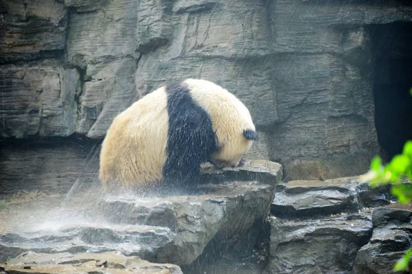Panda Gigante Esfria Chuveiro Para Resistir Onda Calor Zoológico Pequim — Fotografia de Stock