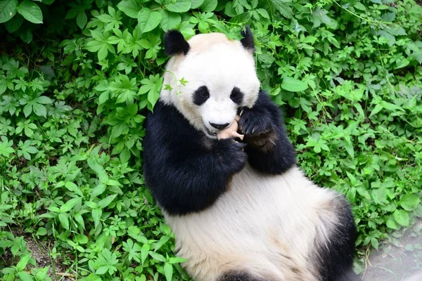 Egy Óriás Panda Csók Egy Orrszarvú Játék Pekingben Kínában Pekingi — Stock Fotó