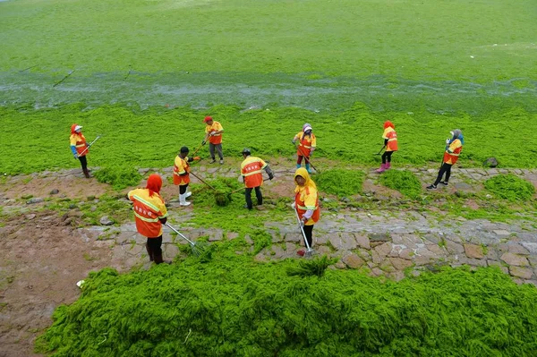 Chińskich Pracowników Sprzątać Enteromorpha Rodzaj Glonów Wzdłuż Plaży Qingdao City — Zdjęcie stockowe