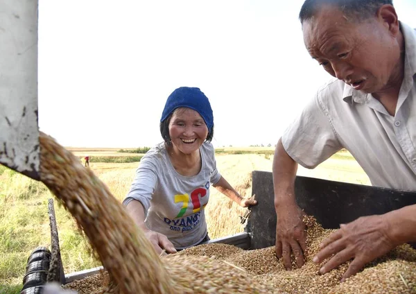 Chinesische Bauern Reagieren Als Sie Weizen Auf Dem Feld Gaotou — Stockfoto