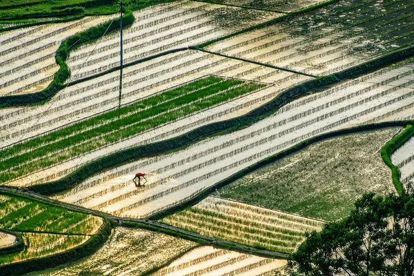 Paisaje Campos Arroz Terrazas Condado Suichuan Ciudad Provincia Jiangxi Este —  Fotos de Stock