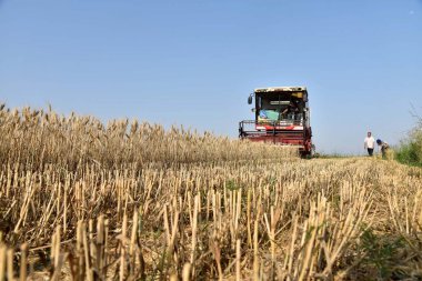 A reaping machine harvests wheat in the field in Gaotou village, Baiyang town, Yiyang county, Luoyang city, central China's Henan province, 25 May 2018 clipart