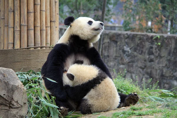 Panda Gigante Alimenta Cachorro Una Base Del Centro Conservación Investigación —  Fotos de Stock