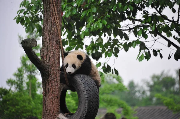 Giant Panda Cub Plays Hanging Tire Tree Base China Conservation — Stock Photo, Image