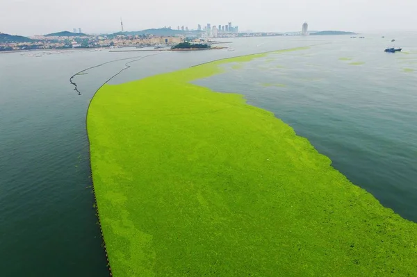 Chinese Workers Clear Away Enteromorpha Type Algae Beach Qingdao City — Stock Photo, Image