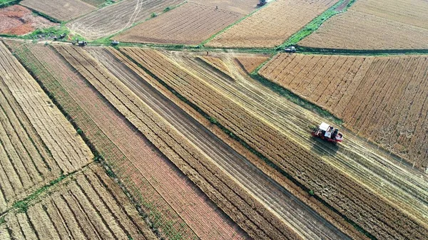 Una Mietitrice Raccoglie Grano Nel Campo Nel Villaggio Gaotou Città — Foto Stock