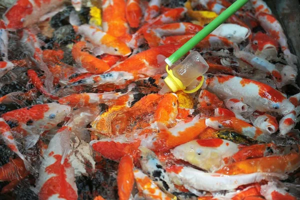 Besökare Matar Bottle Feeding Koi Fisk Med Nappflaska Fylld Med — Stockfoto
