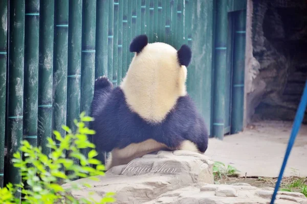 Uma Vista Parte Trás Panda Gigante Dian Dian Enquanto Espera — Fotografia de Stock