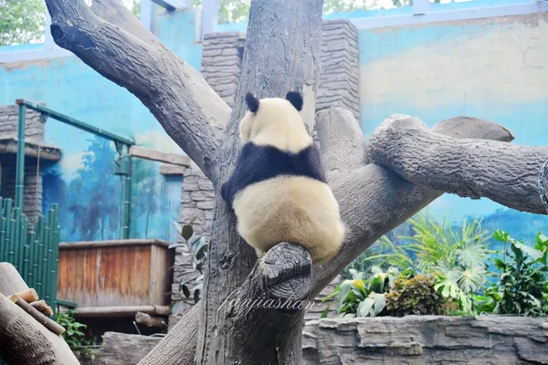 View Back Giant Panda Dian Dian Tree Waits Its Neighbor — Stock Photo, Image