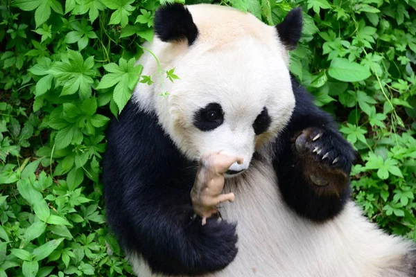 Giant Panda Ogarnia Rhino Zabawka Jej Ramionach Zoo Beijing Pekin — Zdjęcie stockowe