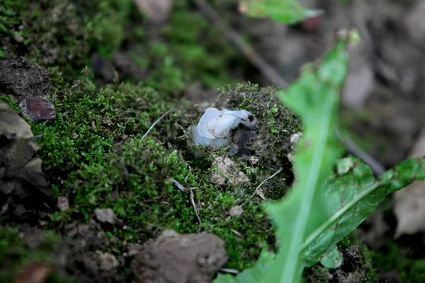 Planta Fantasma Raça Rara Planta Cadáver Chamada Monotropa Uniflora Encontrada — Fotografia de Stock