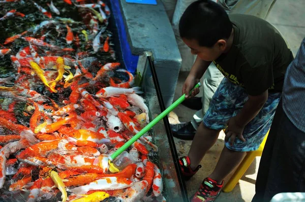 Besökare Matar Bottle Feeding Koi Fisk Med Nappflaska Fylld Med — Stockfoto