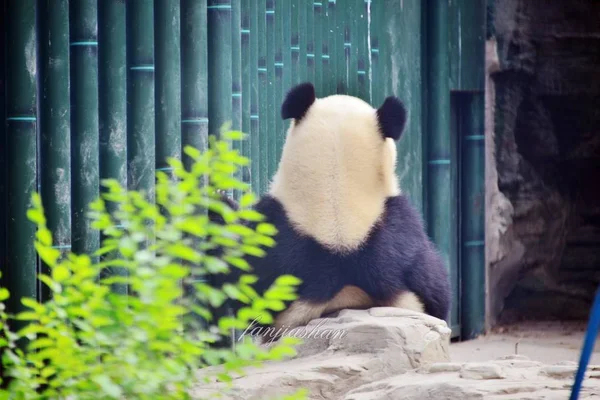 在中国北京动物园 大熊猫店店等待邻居孟兰一起玩耍时 看到了大熊猫的背影 — 图库照片