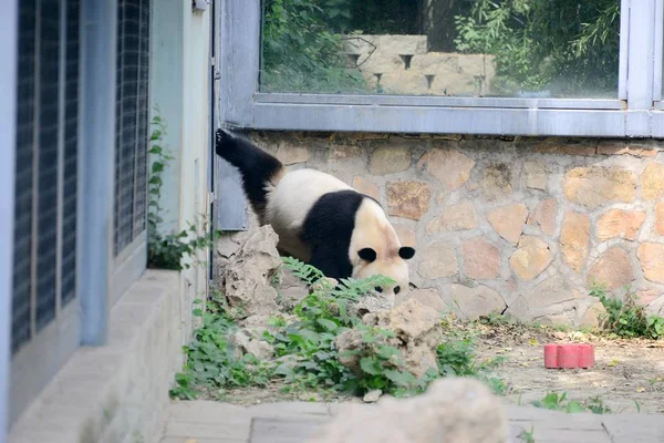 6月6日 在中国北京动物园 一只大熊猫举起一条腿 看上去像狗在小便 — 图库照片