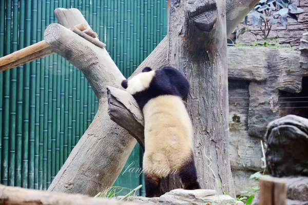 Widok Tyłu Giant Panda Dian Dian Drzewie Jako Czeka Jego — Zdjęcie stockowe