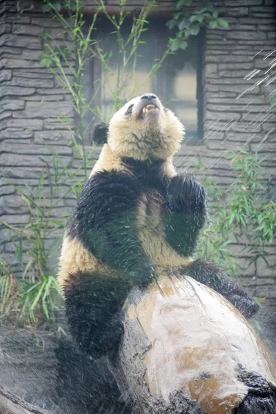 ジャイアント パンダは 2018 日中国北京市に北京動物園で熱波に抵抗するシャワーで涼む — ストック写真