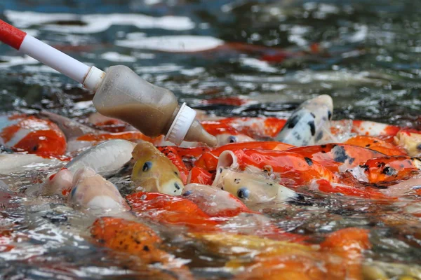 Touriste Utilise Biberon Rempli Nourriture Pour Poissons Attaché Bâton Pour — Photo