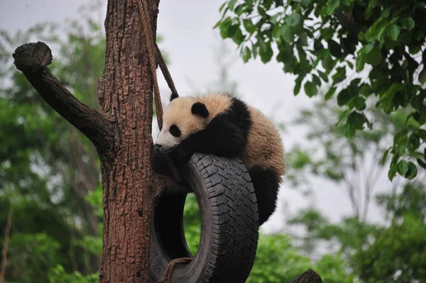 Filhote Panda Gigante Brinca Com Pneu Pendurado Uma Árvore Uma — Fotografia de Stock