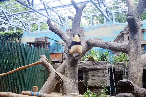 Uma Vista Parte Trás Panda Gigante Dian Dian Uma Árvore — Fotografia de Stock