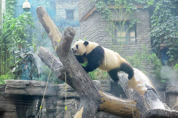 Panda Gigante Esfria Chuveiro Para Resistir Onda Calor Zoológico Pequim — Fotografia de Stock