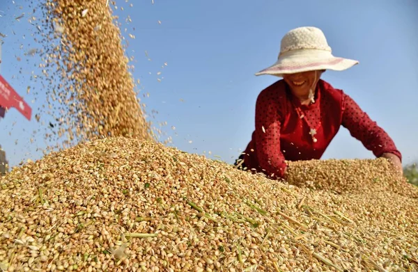 Китайський Фермер Реагує Вона Урожай Пшениці Області Gaotou Селі Baiyang — стокове фото