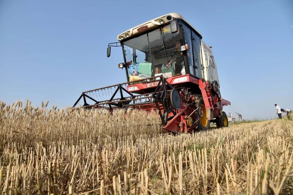 Una Máquina Segadora Cosecha Trigo Campo Aldea Gaotou Ciudad Baiyang —  Fotos de Stock