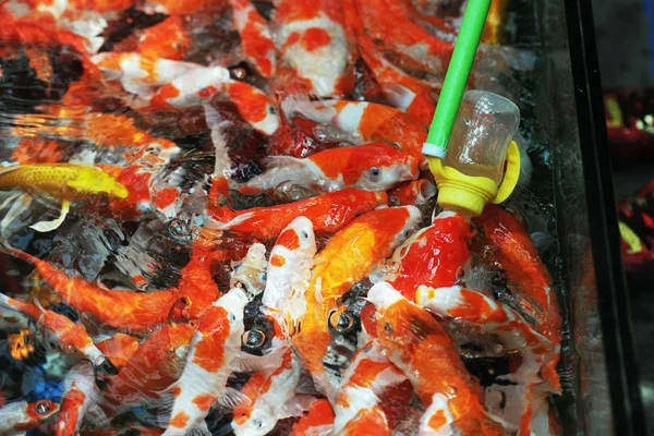 Visitante Alimenta Peixe Koi Que Alimenta Garrafa Com Uma Garrafa — Fotografia de Stock