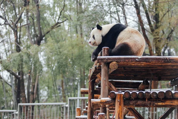 Óriás Panda Wei Wei Játszik Wuhan Állatkert Wuhan Város Közép — Stock Fotó