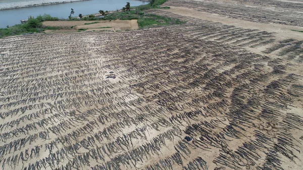 Kvantiteter Kelp Torkas Solen Moye Island Rongcheng City Östra Kinas — Stockfoto