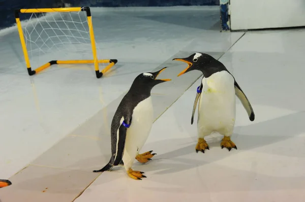 Pinguine Aus Dem Polarland Von Harbin Spielen Fußball Vor Der — Stockfoto