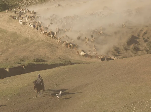 Kazakh Shepherds Riding Horses Direct Large Herd Cattle Sheep Goats — Stock Photo, Image